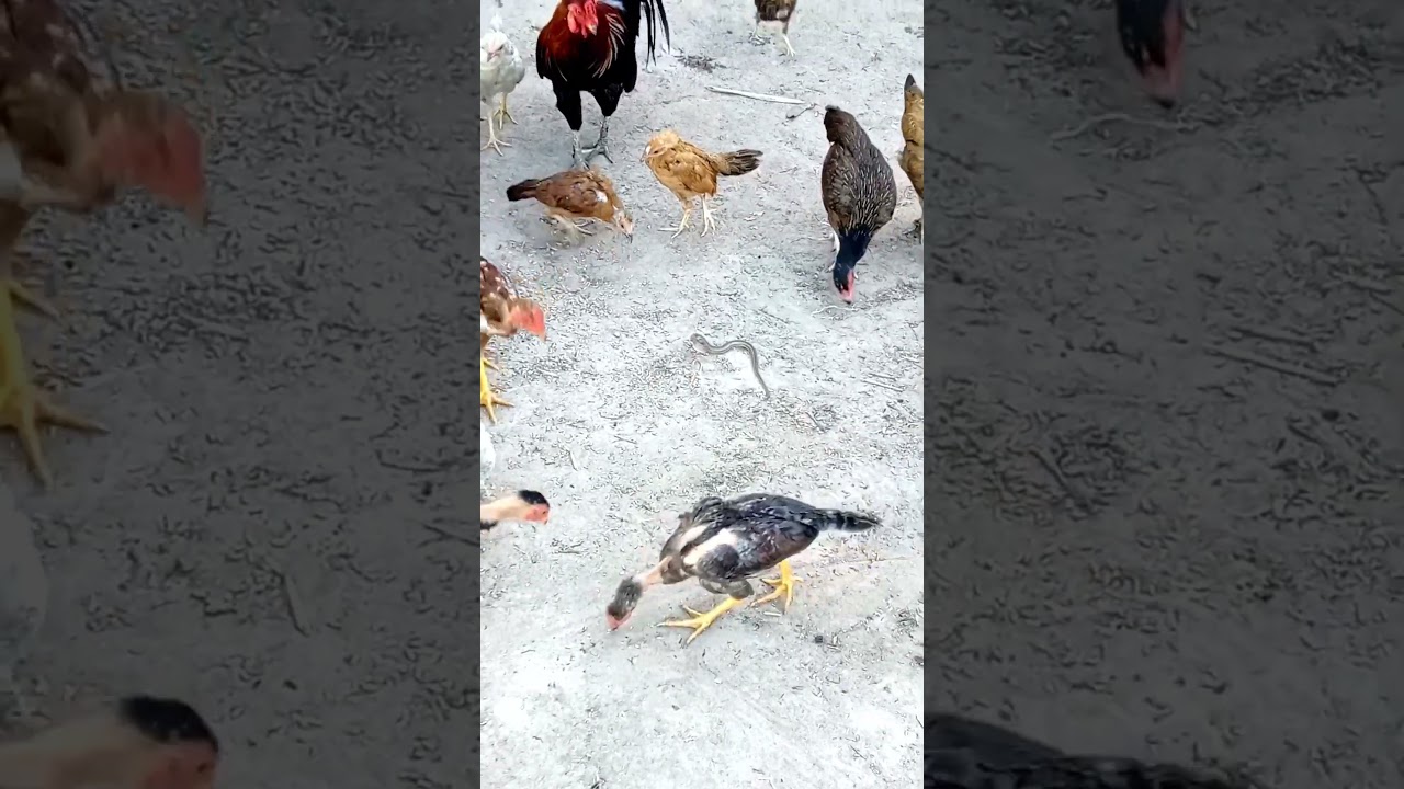 Baby snake want to kill chickens 