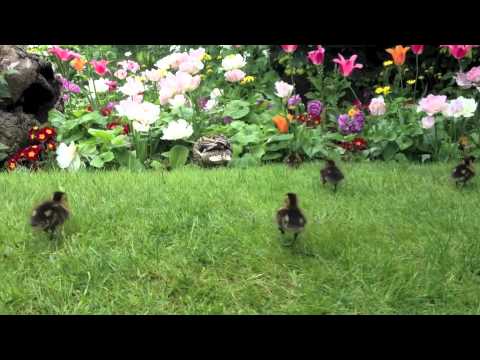 video phone beyonce mp3 Duck Jaws