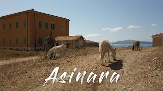 Asinara - former prison & quarantine island (with Albino donkeys 😍) | DJI Osmo Pocket 4K | Sardinia