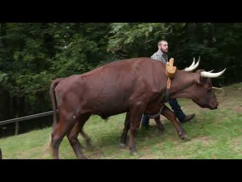 American. Milking Devon Oxen with John & Eli Dube