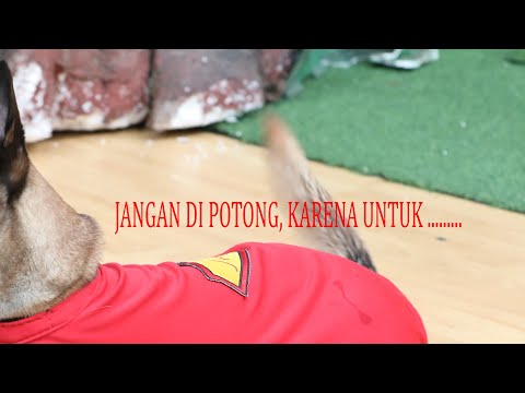 JANGAN DI POTONG EKORNYA