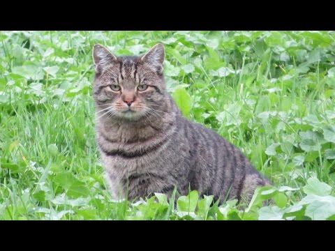 Video: Wie Katzen Jagen