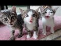 ミルクちょうだい!断乳に反対する子猫達 & クセ強ちいおじプロレス