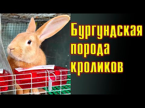 Видео: Кролик Мелларуд