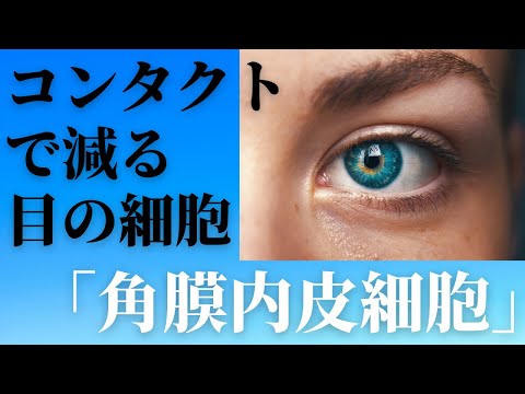 コンタクトで減る目の細胞「角膜内皮細胞」