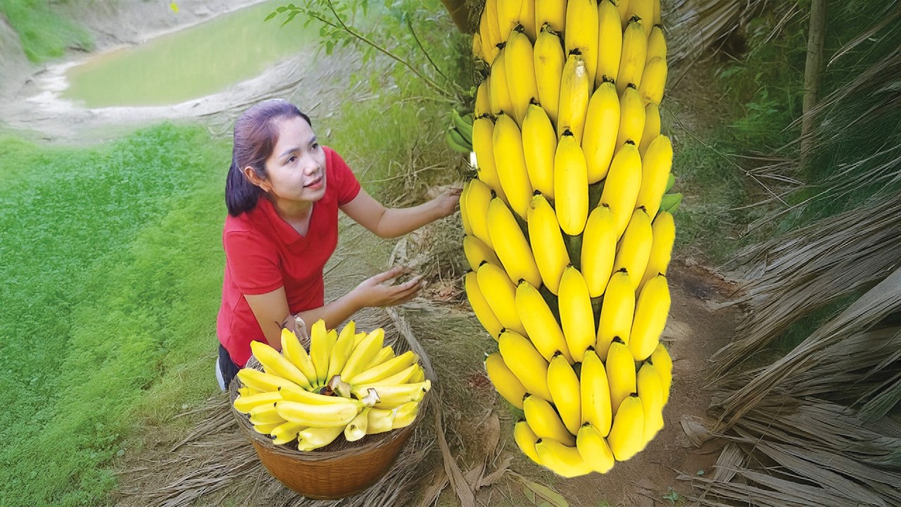 Ybvd Harvesting Giant Banana Bunches – Fresh Golden Bananas from the Jungle ...