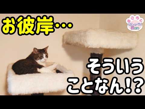 Nekoroku - YouTube