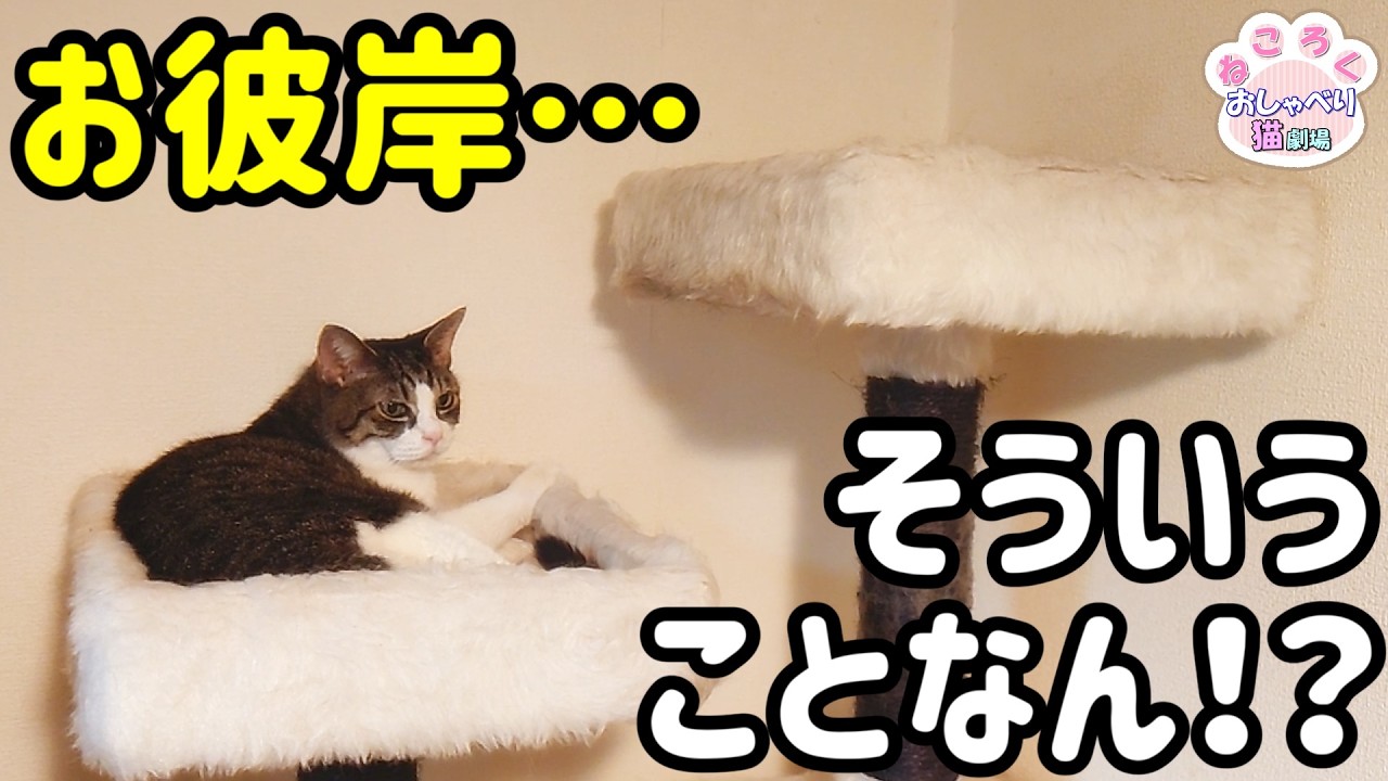 ねころく様 Cat Spirituality Warning] I didn't intend to film it this way, but