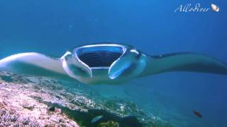Bali diving mola mola, manta * Дайвинг на Бали рыба-луна, манты