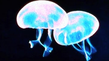 Telegraph Hill - Jellyfish (Music Video)