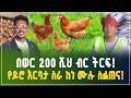 በወር ከ200 ሽህ ብር በላይ የተጣራ ትርፍ የሚገኝበት አዋጭ የዶሮ እርባታ ስራ ከነ ሙሉ ስልጠና Chicken Farming Gebeya Business 