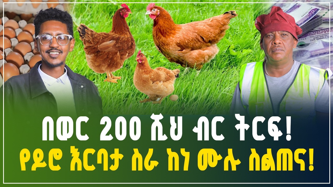 በወር ከ200 ሽህ ብር በላይ የተጣራ ትርፍ የሚገኝበት አዋጭ የዶሮ እርባታ ስራ ከነ-ሙሉ ስልጠና! | Chicken farming | Gebeya Business