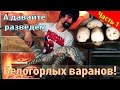 Разведение белогоролых варанов (Varanus albigularis breeding). Часть 1