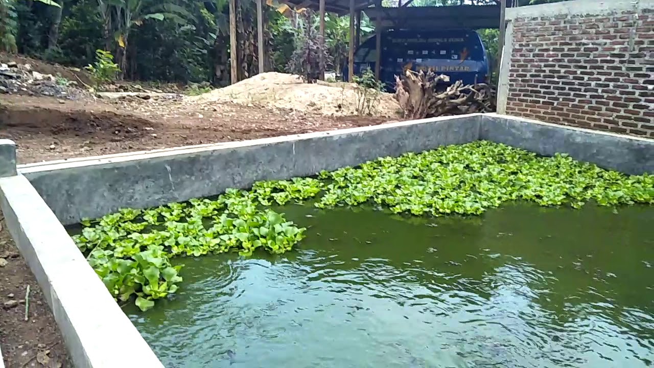 Pakan ikan buatan sendiri, umur ikan saat ini sudah 2 ...