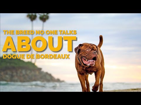 Videó: A Trendy újfajta kutyafélék a Bordeaux-i kutyáknak