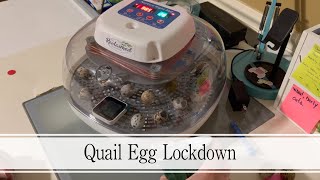 Quail Egg Lockdown