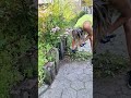 Could anything be more satisyfing than THAT?? #beforeandafter #satisfying #asmr #gardening