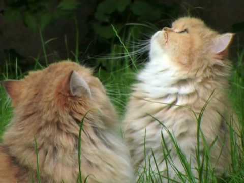 Charlotte des Coeursde Caroline chat Persan Golden...