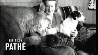 True Tale About A Lions Tail 1950