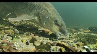 Barbel Swim Building With Robin Red Pellets