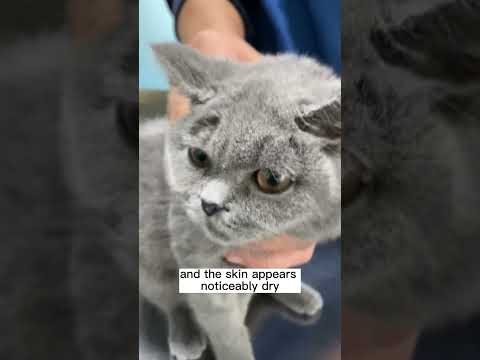 Video: Ringorm i katter