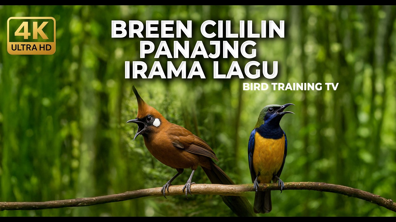 🔴 Live Masteran Tembakan Panjang Cililin Kenari Sejalur vs Cucak Cungkok Super Gacor Tembakan