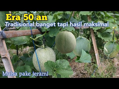 Video: Info Tanaman Melon – Pelajari Tentang Berbagai Jenis Melon yang Dapat Anda Tanam