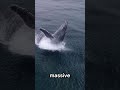 Did you know whales protect other animals from predators ? #facts #animals #interesting #wildlife