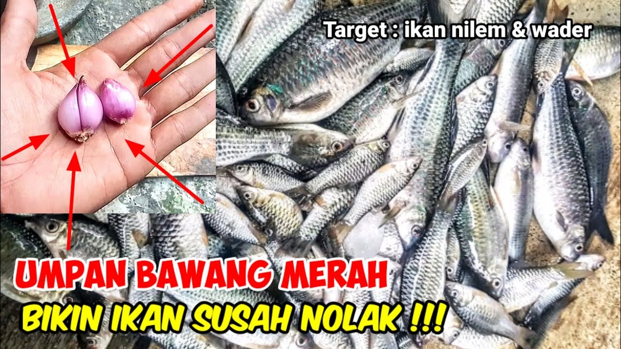 VIRAL ! umpan ikan nilem pakai racikan bawang merah versi @Rendy JEMBER