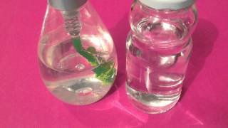 Eradiquer les chenilles - Antiparasites maison pour plantes