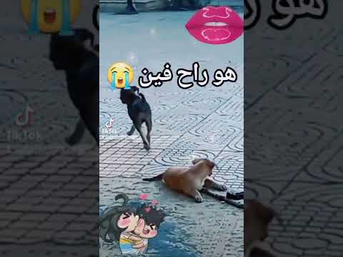 يتمنعن و هن الراغبات هههه