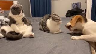 Nearby cat: lsn’t the dog a little silly #cat  #fyp
