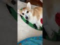 朝ごはんの時間なっても寝てたから名前呼んでみたら可愛すぎた🥺 #コーギー #dog #くきたん #youtubeshorts