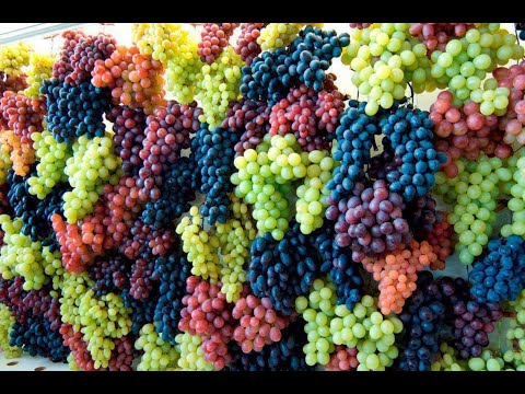 Vídeo: Deliciosas e saudáveis uvas Rizamat