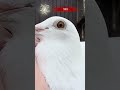 14. Adventstürchen: Meet 232 #brieftauben #brieftaubensport #pigeon