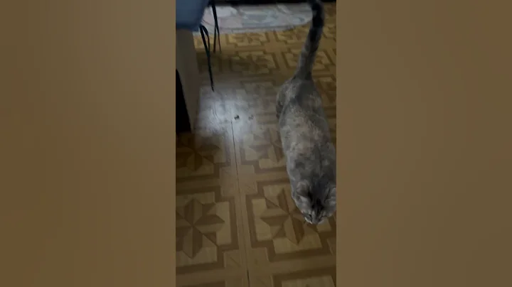 Video 8155721: catlover bengals bengalcat, bengalcat cats funnycats, bengalcat funny catlover, bengal house cat