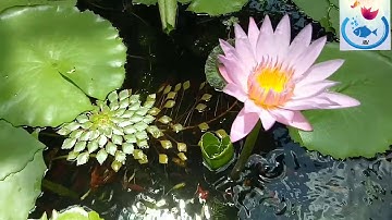 Nuôi cá bảy màu, cá hồng kim và cá trân châu trong chậu xi măng trồng hoa súng 2019