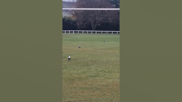 Why New Zealand's Magpies Are the Worst