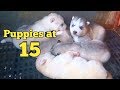 15 day old siberian husky puppies  the puppies are standing up and taking first steps