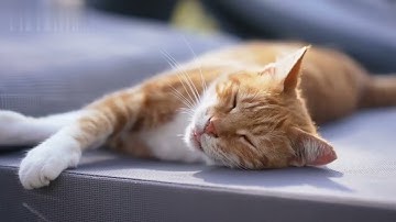 Atomic Habits: An Easy & Proven Way to Build Good Habits & Break Bad Ones