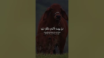 (وأذن في الناس بالحج يأتوك رجالاً) سورة الحج || القارئ عبد الرحمن مسعد