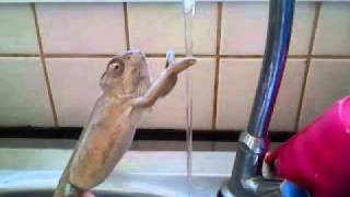 Chameleon washing his hands