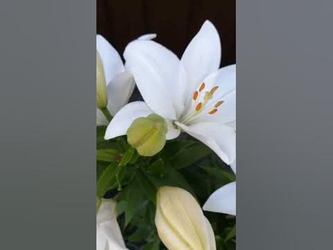 Белая лилия - любимый цветок навсегда. #лилии #цветы - YouTube