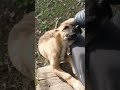 Hello🐕
