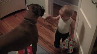 Linus the Boxer loves his baby (and her socks)