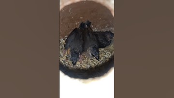 Java Sparrow breeding progress update &Ya Allaho Ya Rahman#shorts #java#yaallahoyarahman #hamzabirds