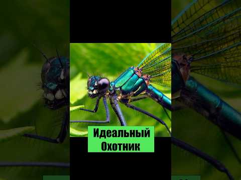 #астрикоза #природа #хищник #стрекоза #насекомые #тайныприроды #хочуфакты #животные #дикаяприрода