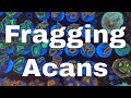 Two New Risky Fish and How to Frag Acans