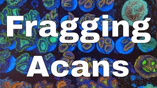 Two New Risky Fish and How to Frag Acans