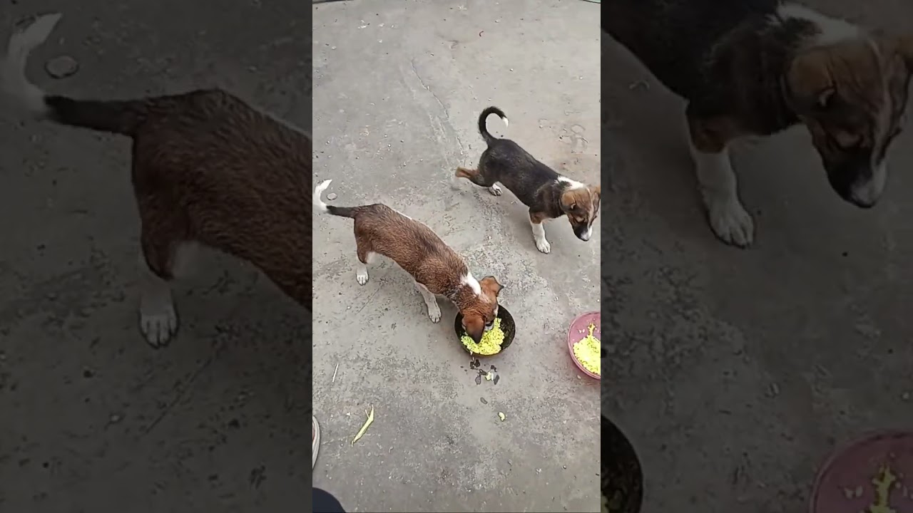 Jujuindian | Street Dog Rescue & Cute Dog Videos 🐶